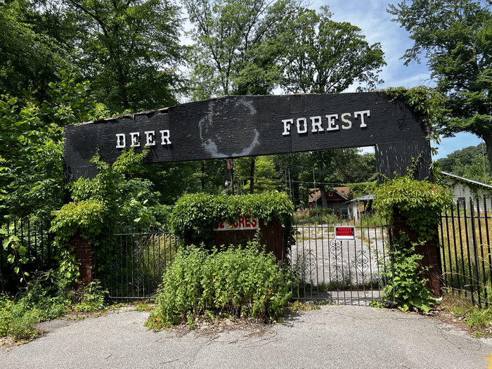 Deer Forest - July 2 2022 Photo